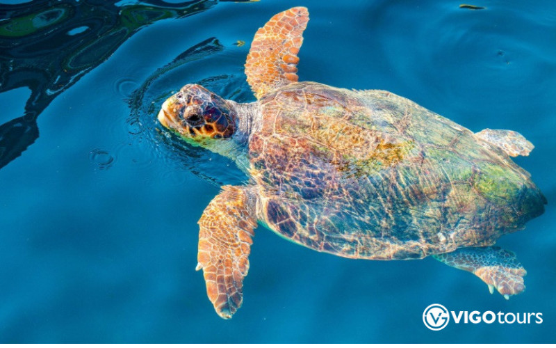 Side Boat Trip with River Cruise, Swimming and Lunch - 10