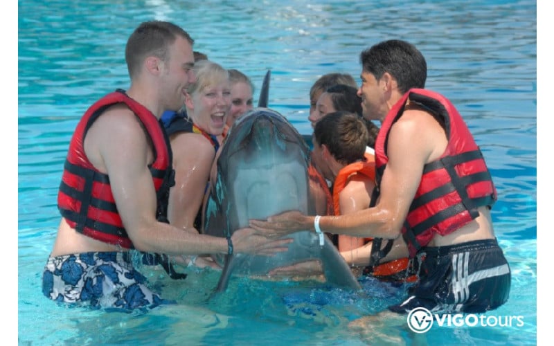 Experience Dolphin Swimming and Shows in Side Turkey - 6
