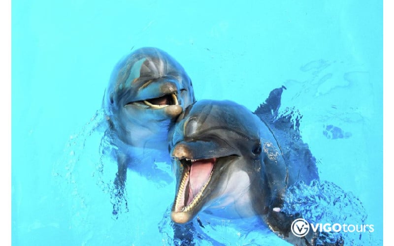 Experience Dolphin Swimming and Shows in Side Turkey - 7