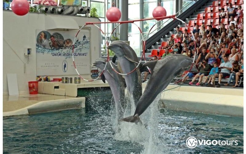 Experience Dolphin Swimming and Shows in Side Turkey - 11