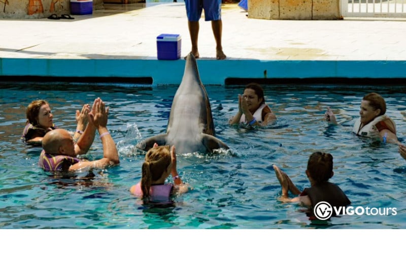 Experience Dolphin Swimming and Shows in Side Turkey - 12