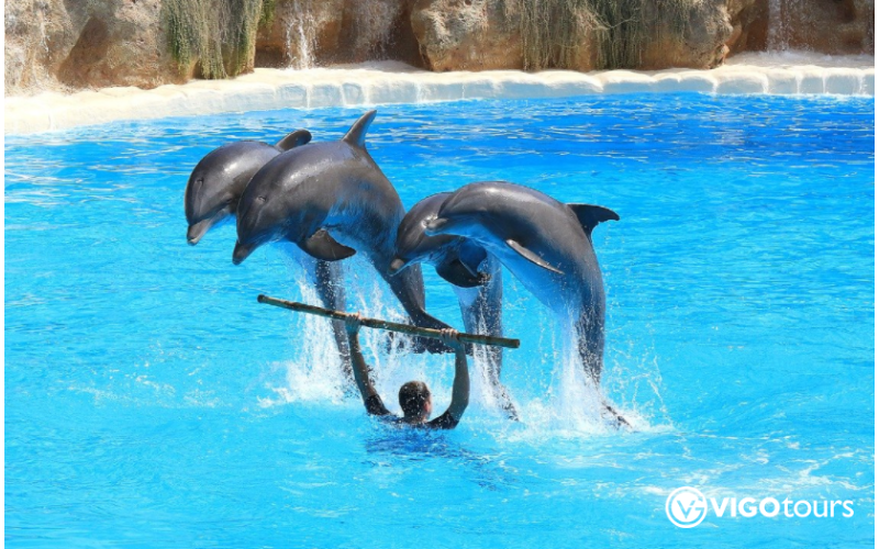 Pokaz delfinów w Kusadasi: Niezapomniane doświadczenie - 6