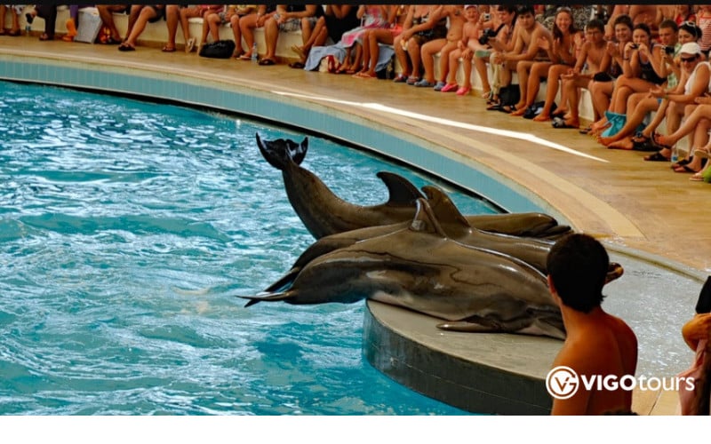 Pokaz delfinów w Kusadasi: Niezapomniane doświadczenie - 10