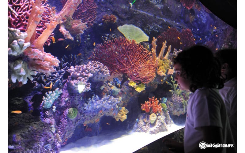 Eintrittsticket und Transfer für das Antalya-Aquarium - 1