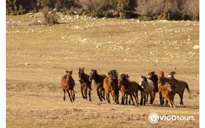 Horse Safari in the highlands of the Taurus Mountains - 2