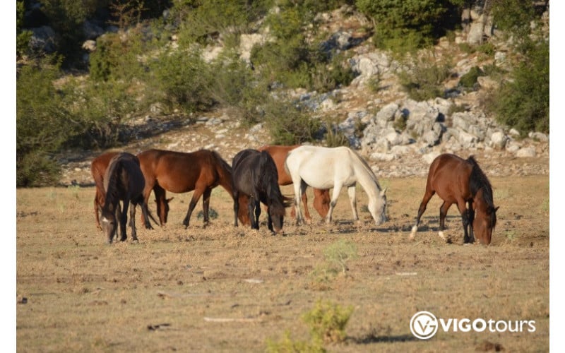 Horse Safari in the highlands of the Taurus Mountains - 5