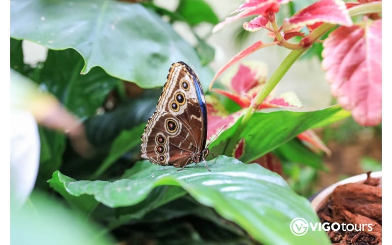 Discover the Magic of Antalya Butterfly World Tour - 1