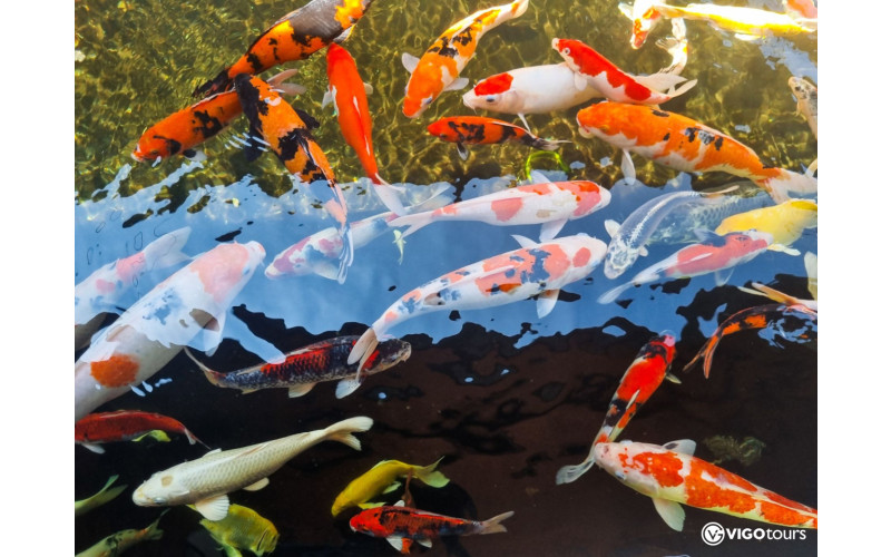 Odkryj magię Świata Motyli w Antalyi już teraz - 3