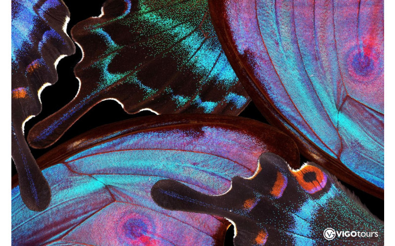 Odkryj magię Świata Motyli w Antalyi już teraz - 8