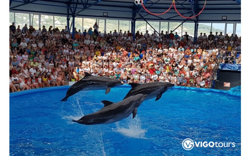 Pokaz delfinów i pływanie z delfinami w Bodrum - 2