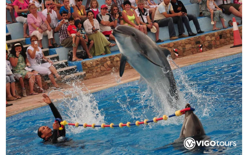 Pokaz delfinów i pływanie z delfinami w Bodrum - 3