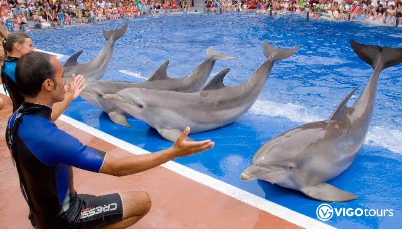 Pokaz delfinów i pływanie z delfinami w Bodrum - 6