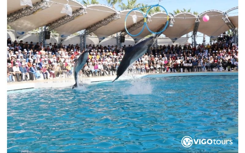 Pokaz delfinów i pływanie z delfinami w Bodrum - 7