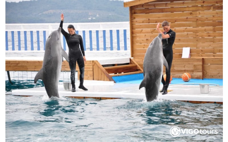 Pokaz delfinów i pływanie z delfinami w Bodrum - 8