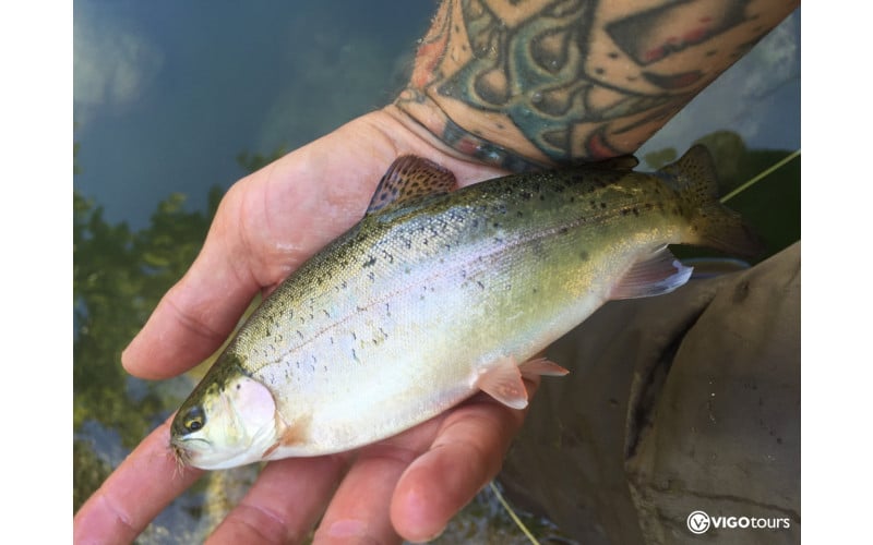 Half Day Fly Fishing Tour