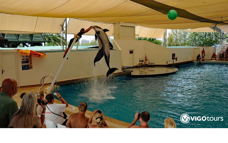 Experience Dolphin Shows and Swim with Dolphins in Belek - 5