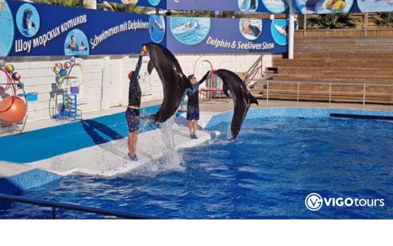 Experience Dolphin Shows and Swim with Dolphins in Belek - 9