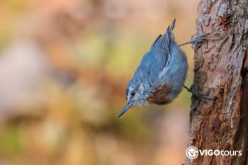 Vogelbeobachtungsgebiete in der Türkei: Die besten Spots