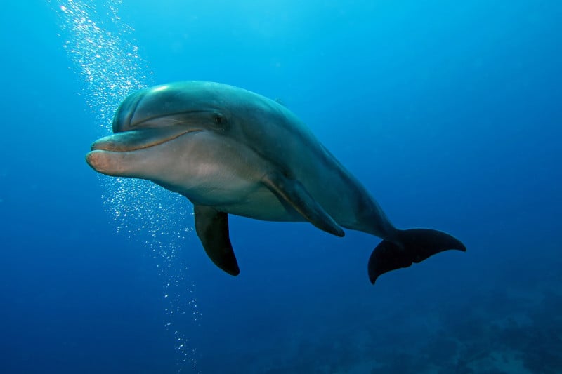 10 interesujących faktów na temat delfinów